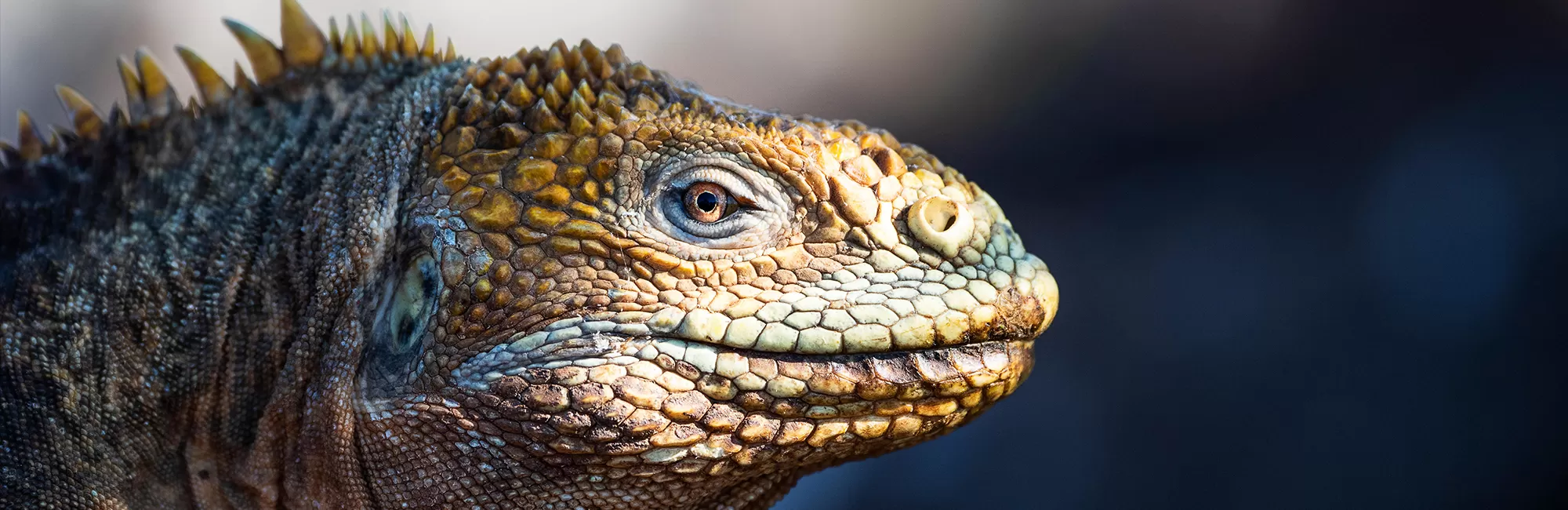 National Geographic Live: Discovering the Galapagos