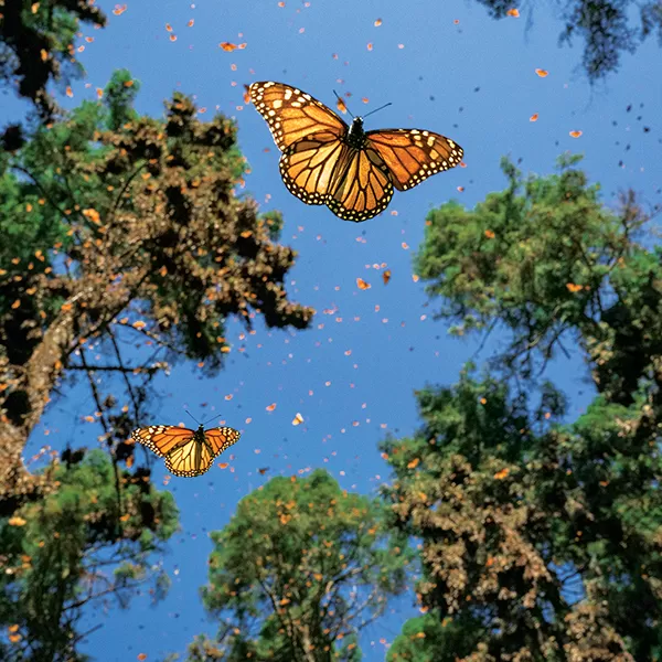 National Geographic Live:Chasing Monarchs